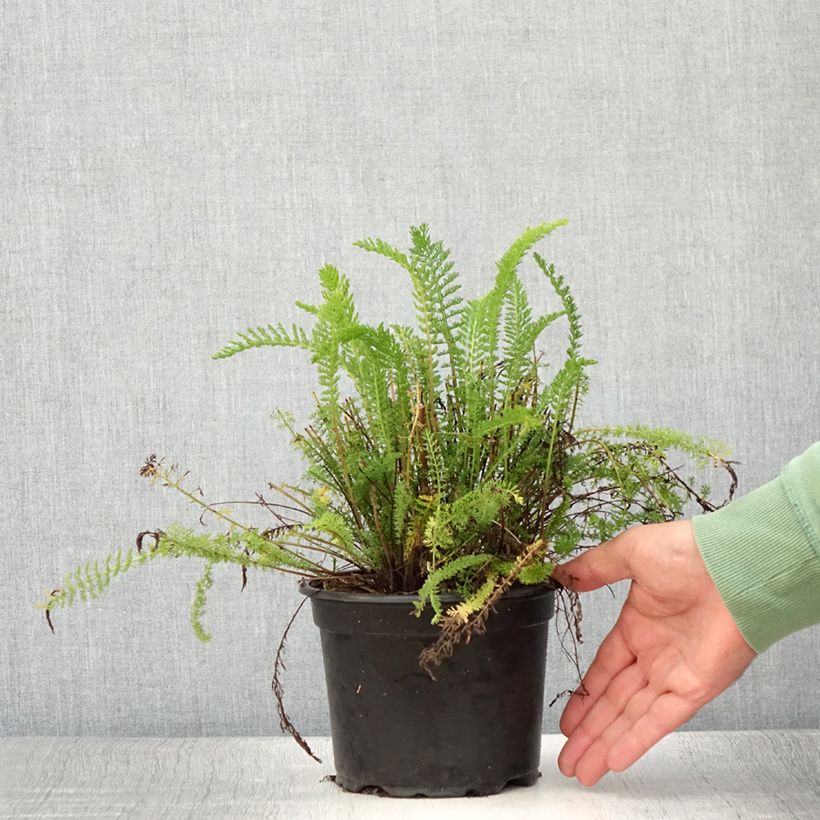 Spécimen de Achillée millefolium Cerise Queen Pot de 2L/3L tel que livré en été