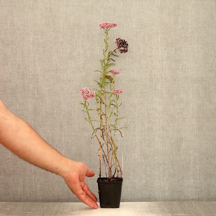 Spécimen de Achillée millefolium Excel Godet de 8/9 cm tel que livré en été