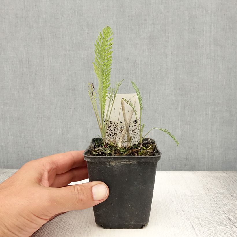 Spécimen de Achillée millefolium Feuerland Godet de 8/9 cm tel que livré en été