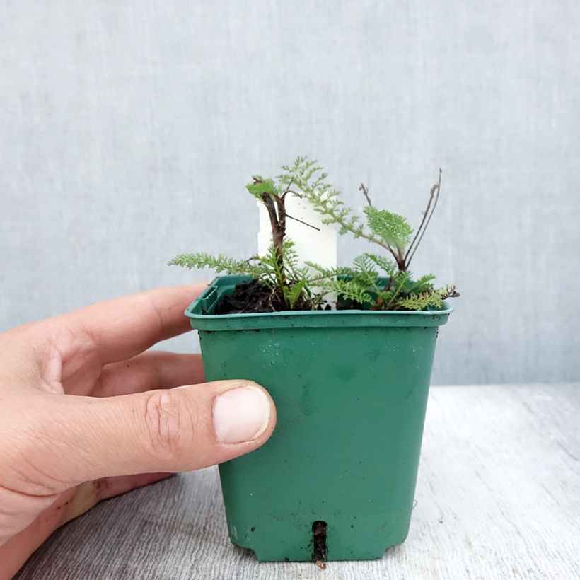 Spécimen de Achillée millefolium Peachy Seduction Godet de 8/9 cm tel que livré en été