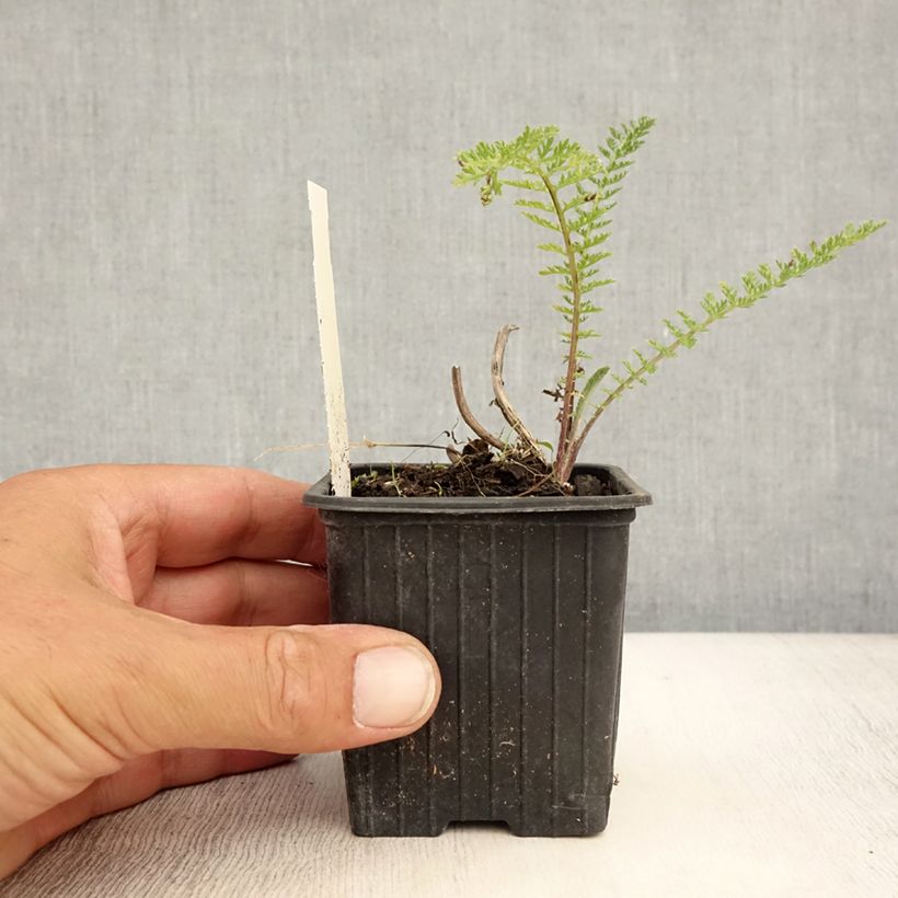 Spécimen de Achillée millefolium Pomegranate Godet de 7/8 cm tel que livré en été