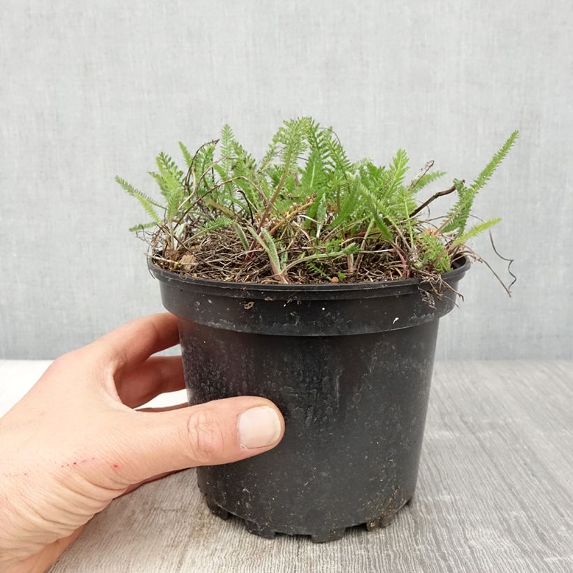 Spécimen de Achillée millefolium Summer Pastels en pot de 2L/3L tel que livré au printemps