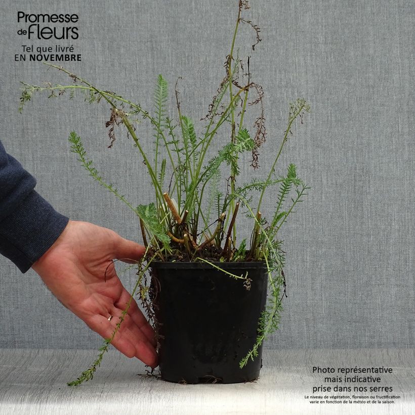Spécimen de Achillée millefolium Terracotta Pot de 2L/3L tel que livré en automne