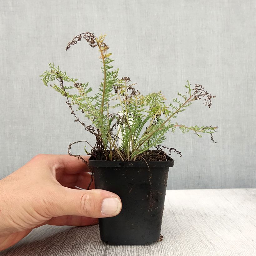 Spécimen de Achillée millefolium Velours Godet de 8/9 cm tel que livré en automne