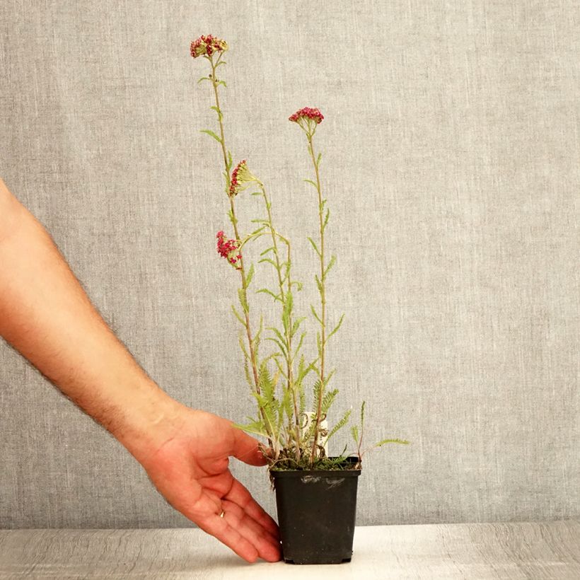 Spécimen de Achillée millefolium Velours Godet de 8/9 cm tel que livré en été