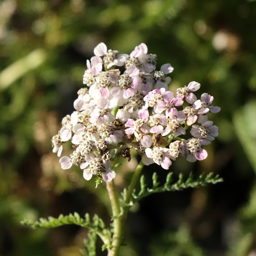 Achillée millefolium Wonderful Wampee (Floraison)