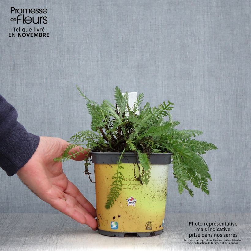 Spécimen de Achillée Moonshine Pot de 2L/3L tel que livré en automne