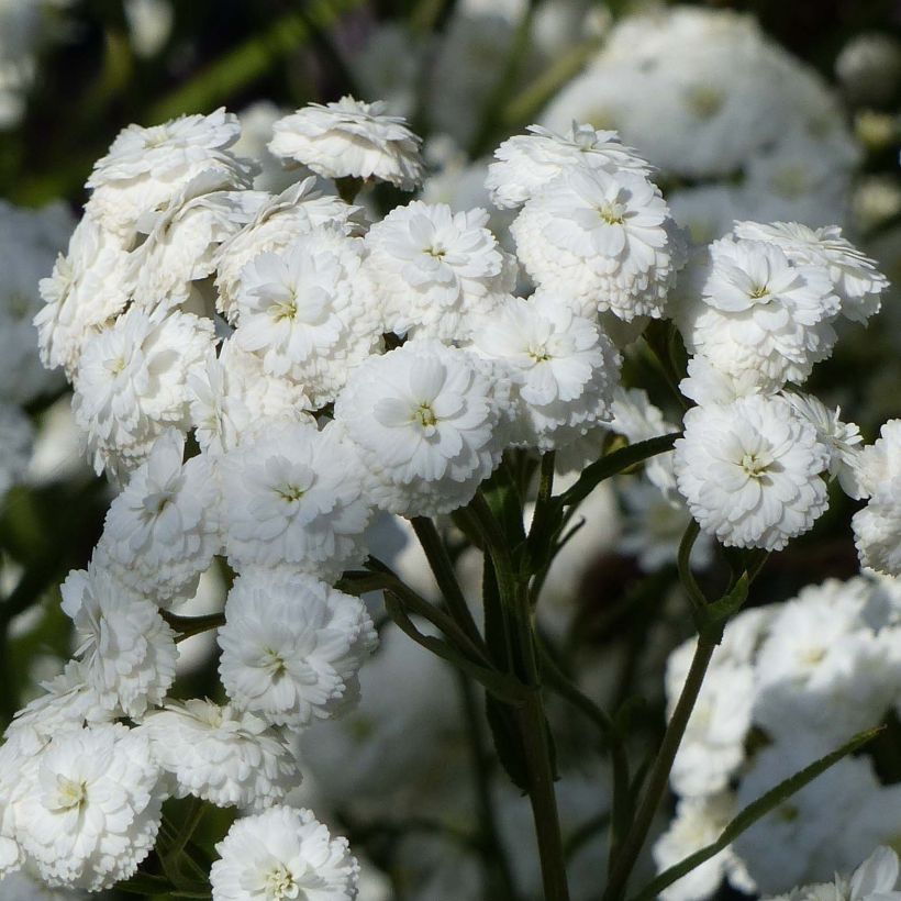 Achillée ptarmica Perry's White (Floraison)