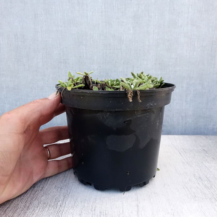 Spécimen de Achillée tomentosa - Herbe à dinde Pot de 2L/3L tel que livré en été
