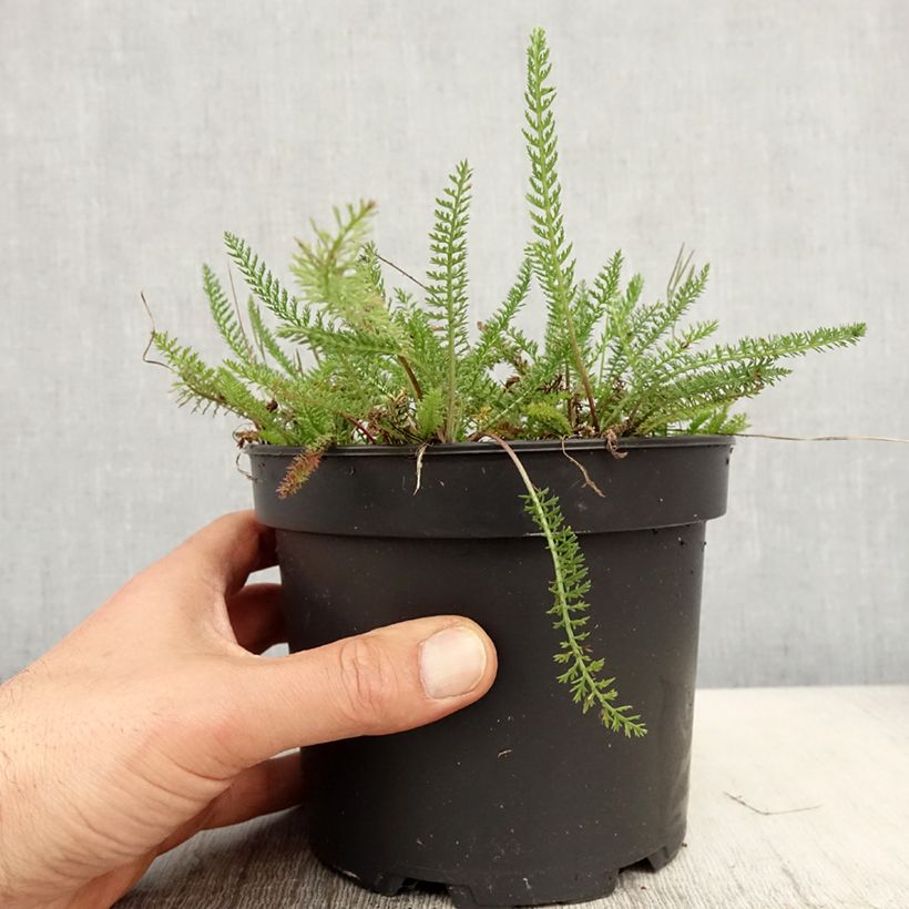 Spécimen de Achillée tomentosa - Herbe à dinde Pot de 2L/3L tel que livré au printemps