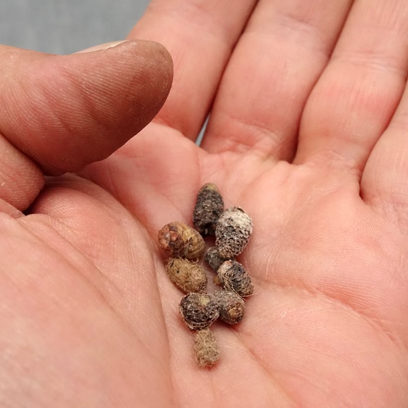 Spécimen de Achimenes Bleu Bulbe tel que livré au printemps