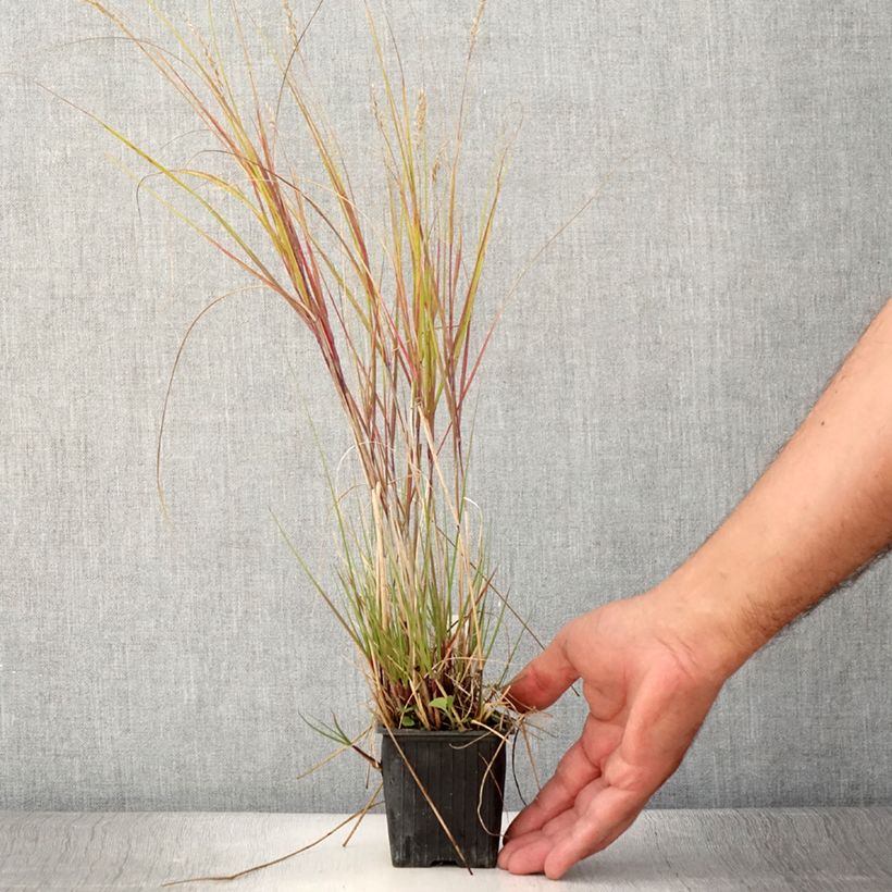 Spécimen de Achnatherum ou Stipa calamagrostis Allgäu - Calamagrostide argenté Godet de 8/9 cm tel que livré en été