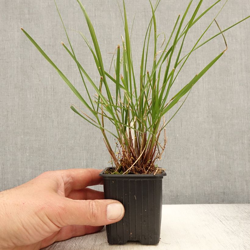Spécimen de Achnatherum ou Stipa calamagrostis Allgäu - Calamagrostide argenté - Godet de 8/9 cm tel que livré au printemps