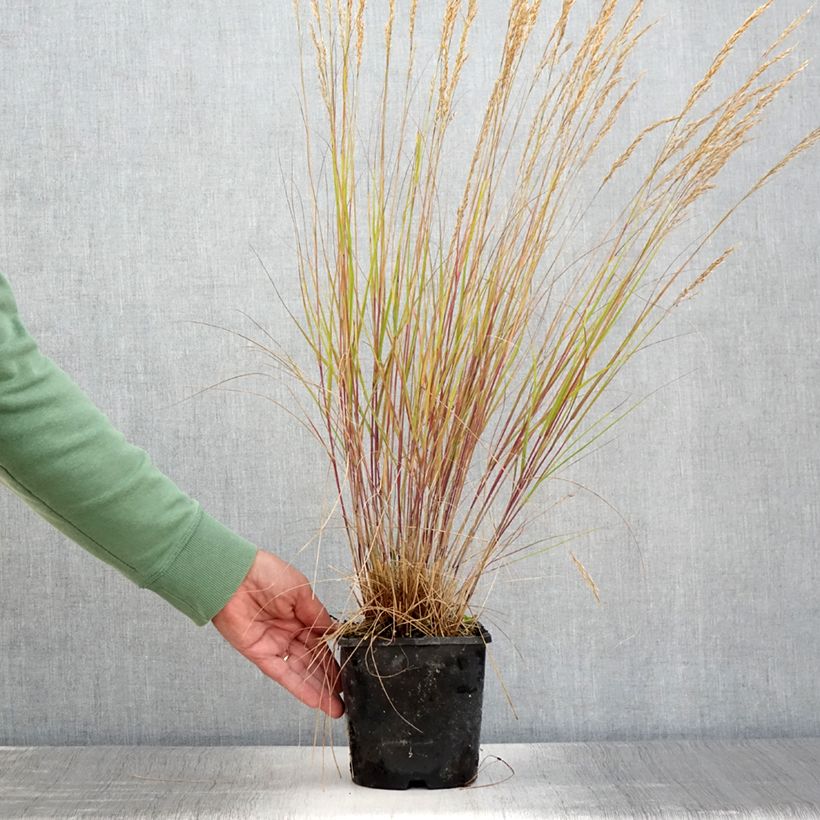 Spécimen de Achnatherum ou Stipa calamagrostis Allgäu - Calamagrostide argenté Pot de 1,5L/2L tel que livré en été