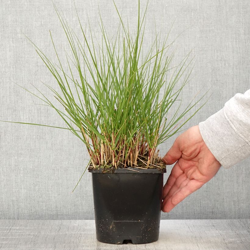 Spécimen de Achnatherum ou Stipa calamagrostis Allgäu - Calamagrostide argenté - Pot de 1,5L/2L tel que livré au printemps