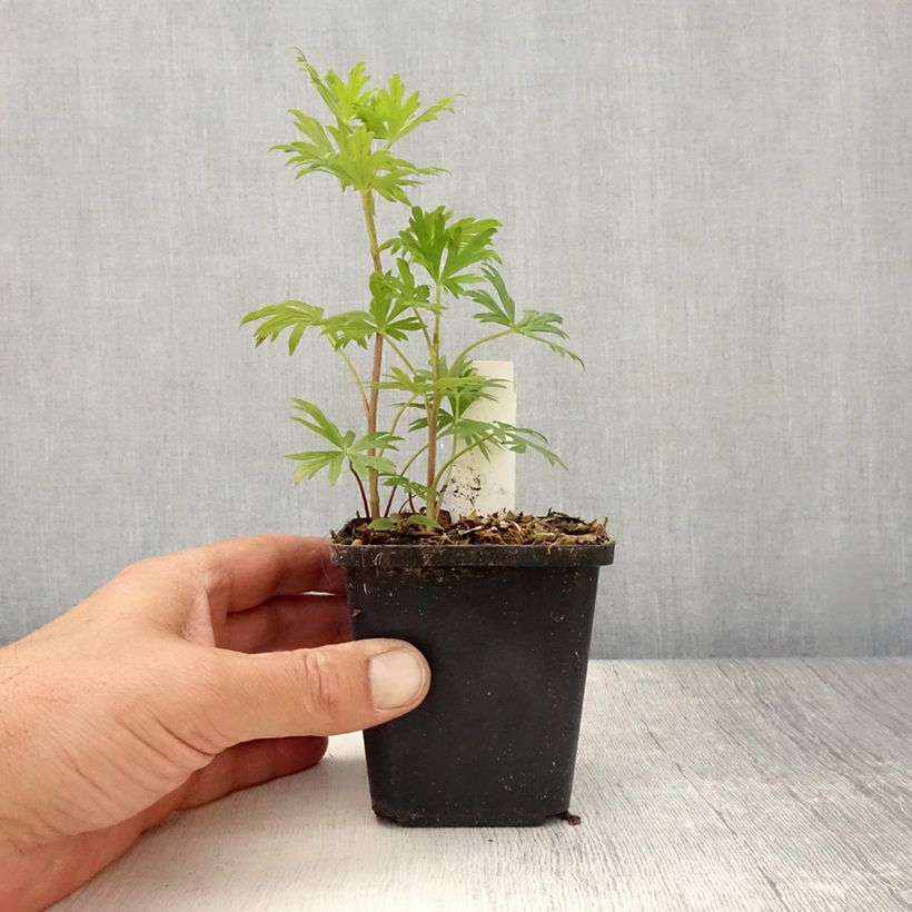 Spécimen de Aconit - Aconitum Spark s Variety Godet de 8/9 cm tel que livré en été