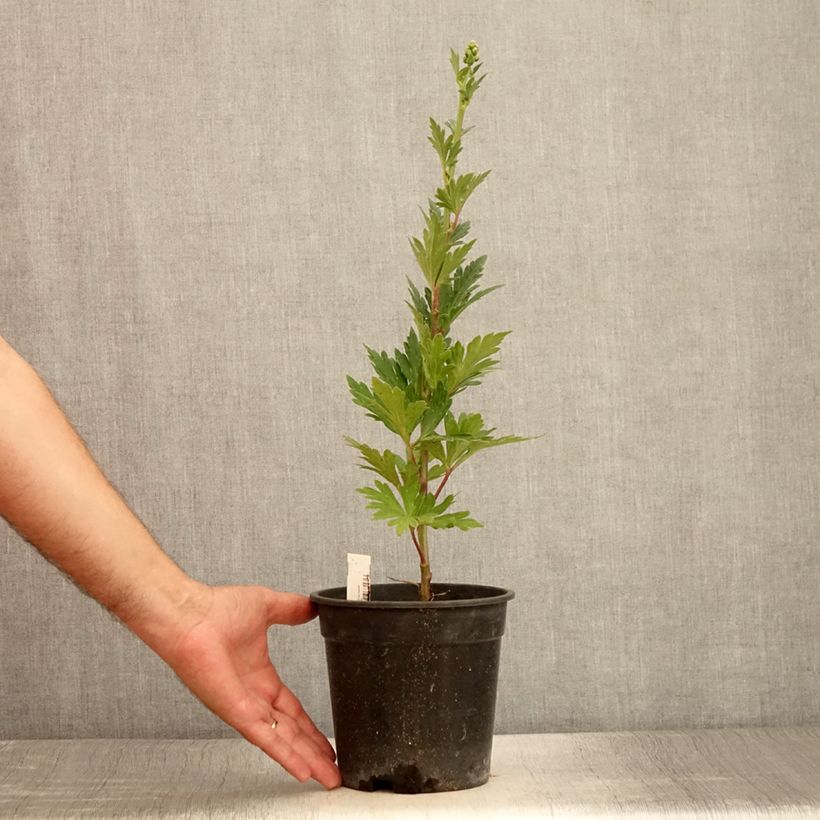 Spécimen de Aconit de Fischer - Aconitum fischeri Pot de 2L/3L tel que livré en été