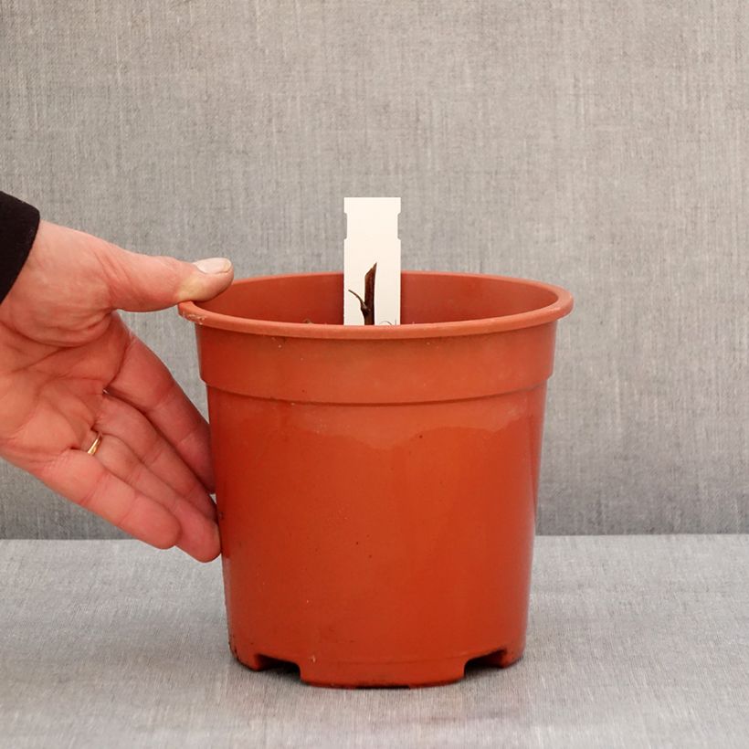 Spécimen de Aconit de Fischer - Aconitum fischeri - Pot de 2L/3L tel que livré en hiver