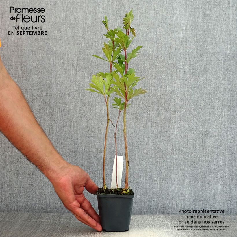 Spécimen de Aconitum carmichaelii Cloudy Godet de 8/9 cm tel que livré en été