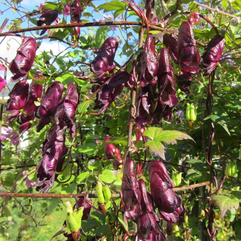 Aconitum hemsleyanum Red Wine - Aconit grimpant (Floraison)