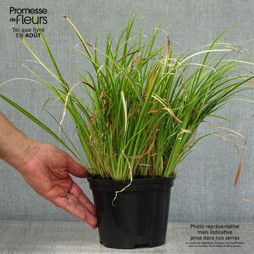 Spécimen de Acorus gramineus Ogon - Jonc japonais panaché Pot de 2L/3L, 30/40 tel que livré en été