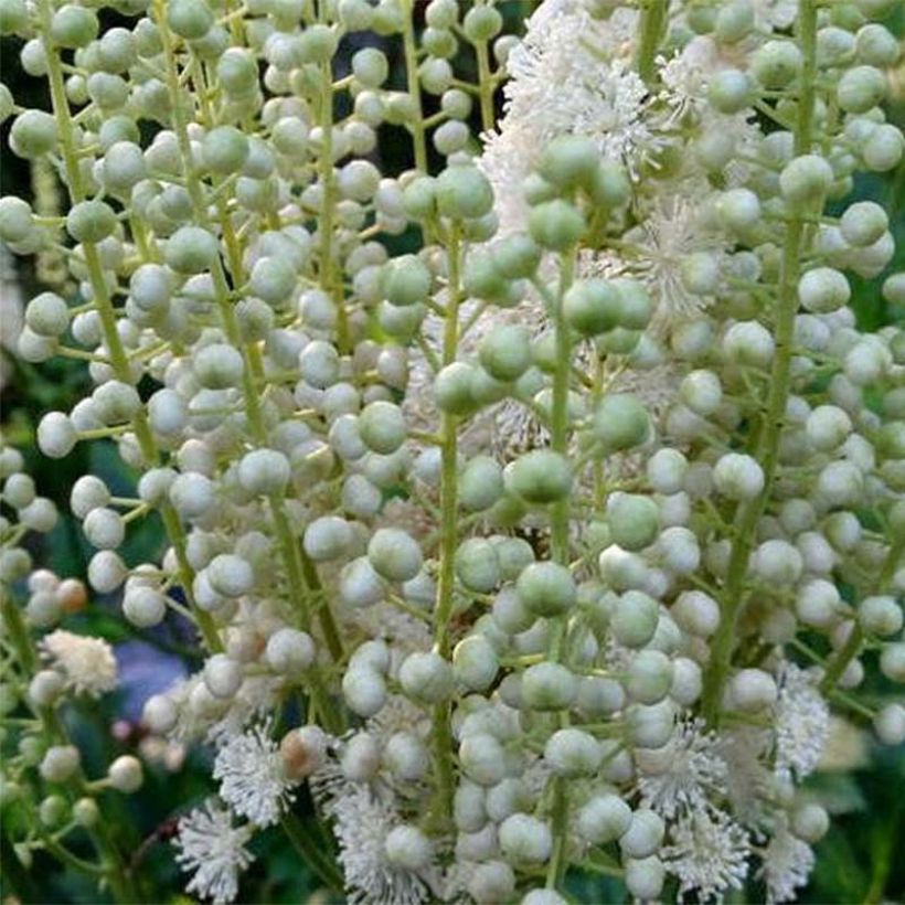 Actaea dahurica (Cimicifuga) - Cierge d'argent (Floraison)