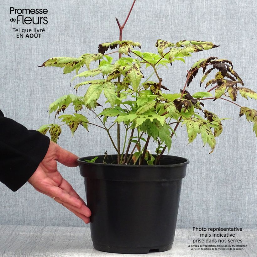 Spécimen de Actaea pachypoda Misty Blue - Actée à gros pédicelles Pot de 3L/4L tel que livré en été