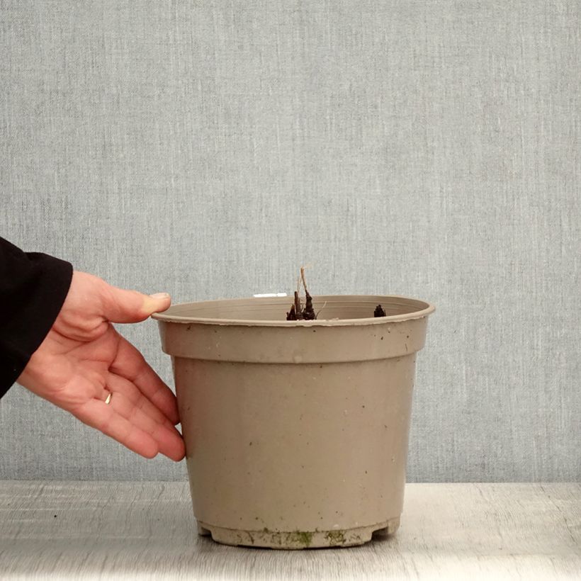 Spécimen de Actaea pachypoda Misty Blue - Actée à gros pédicelles Pot de 4L tel que livré au printemps
