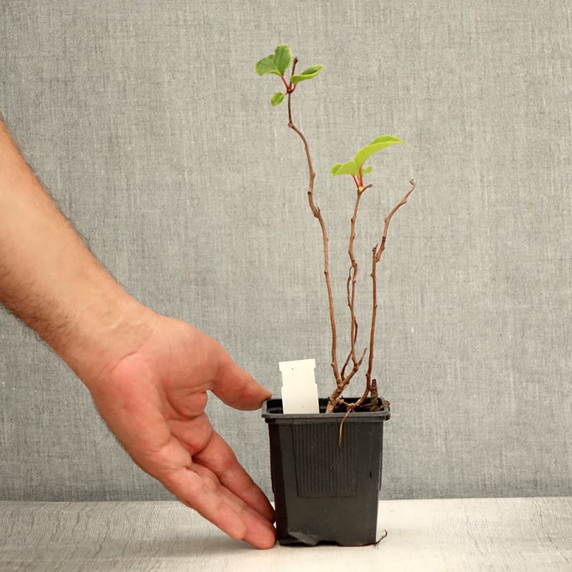 Spécimen de Kiwi arguta Domino (femelle) - Kiwai - Actinidia arguta Pot de 10 cm/11cm tel que livré en été