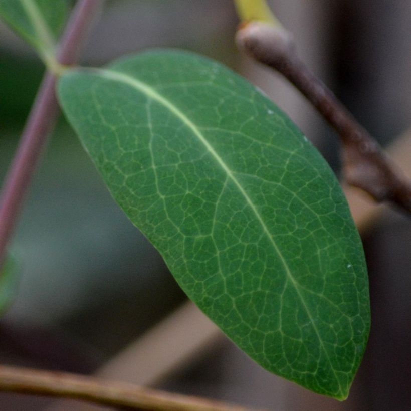 Actinidia kolomikta - Kiwi d'ornement (Feuillage)
