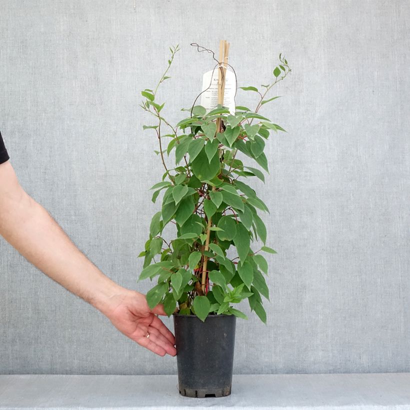 Spécimen de Actinidia kolomikta Red Beauty - Kiwi d'ornement femelle - Pot de 2L/3L tel que livré au printemps