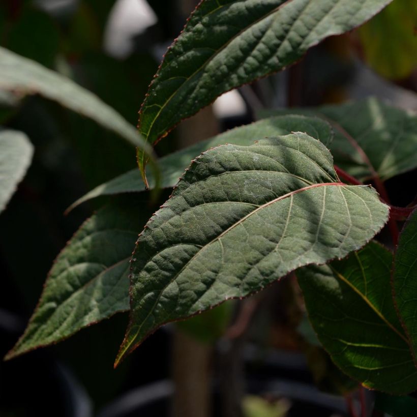 Actinidia pilosula - Kiwi d'ornement (Feuillage)