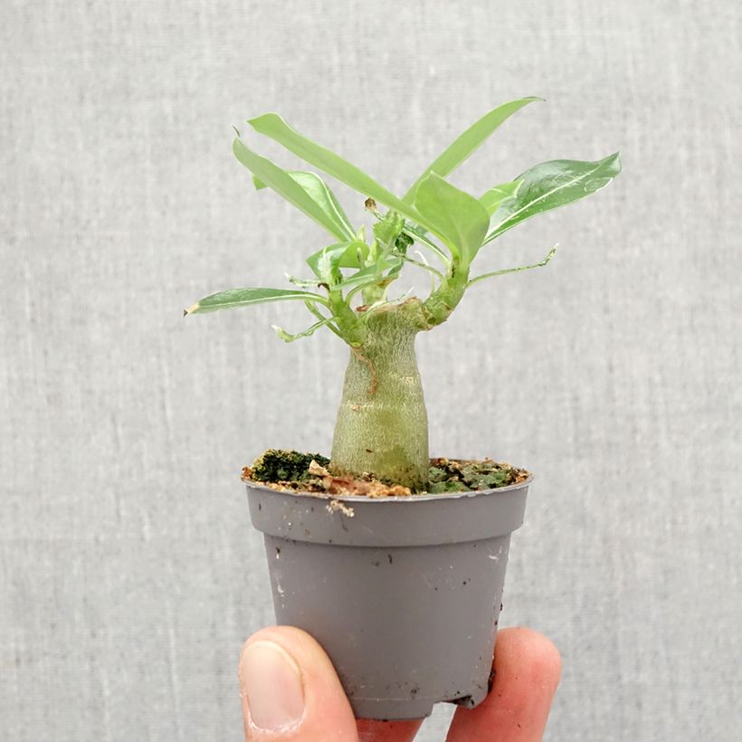 Spécimen de Adenium obesum - Rose du désert Mini-plante tel que livré au printemps