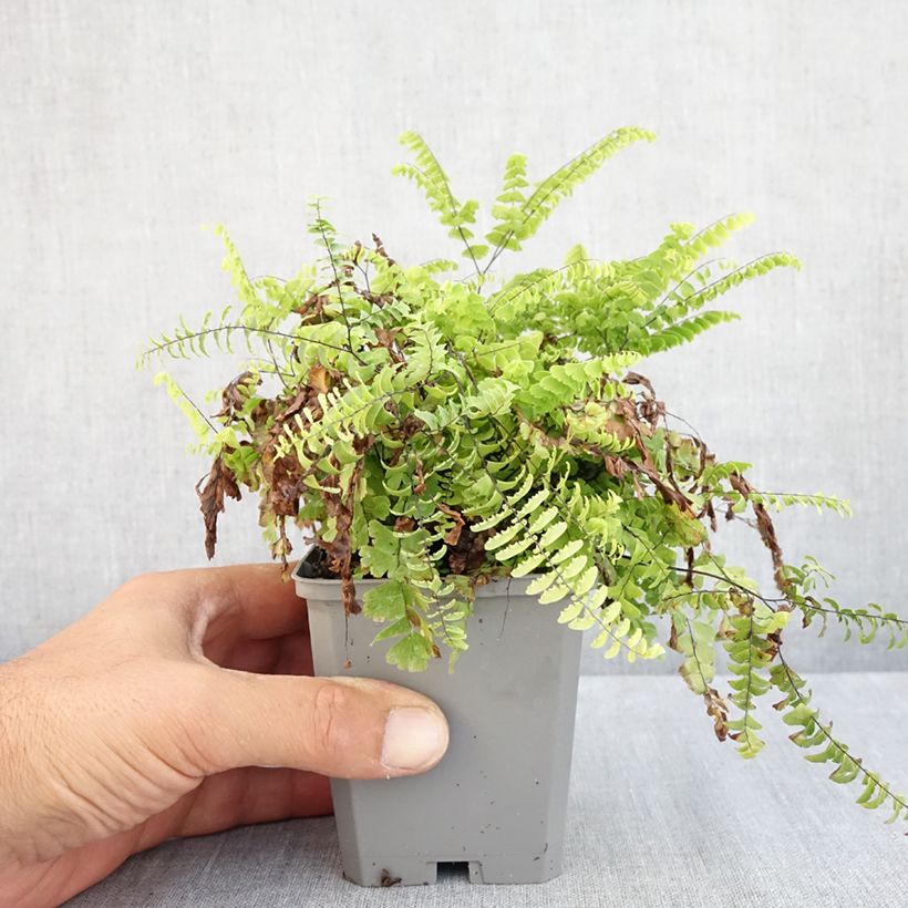 Spécimen de Adiantum pedatum - Capillaire du Canada, Fougère Godet de 8/9 cm tel que livré en été