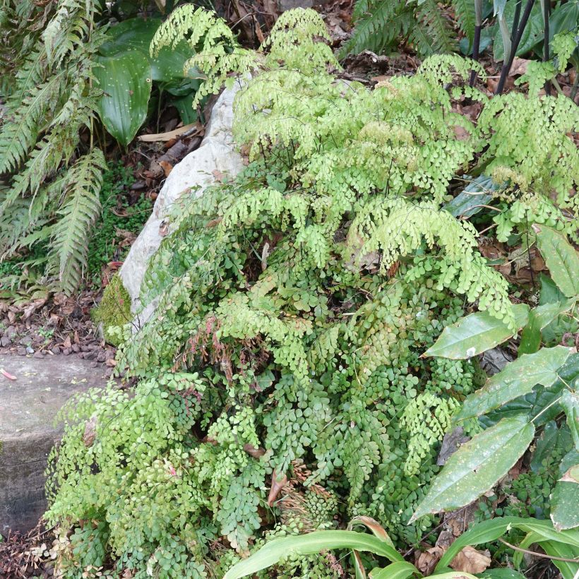 Capillaire élégante - Adiantum venustum (Port)