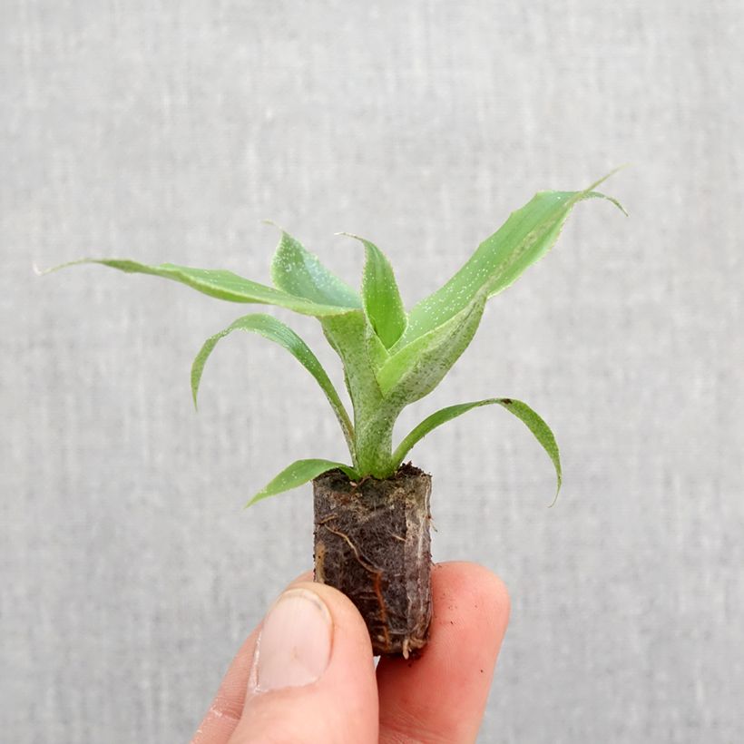 Spécimen de Aechmea tayoensis - Motte 5 cm x 7 cm tel que livré au printemps