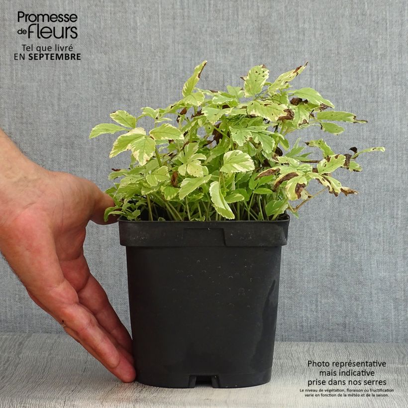 Spécimen de Aegopodium podagraria Variegata - Herbe aux goutteux panachée Pot de 2L/3L tel que livré en été