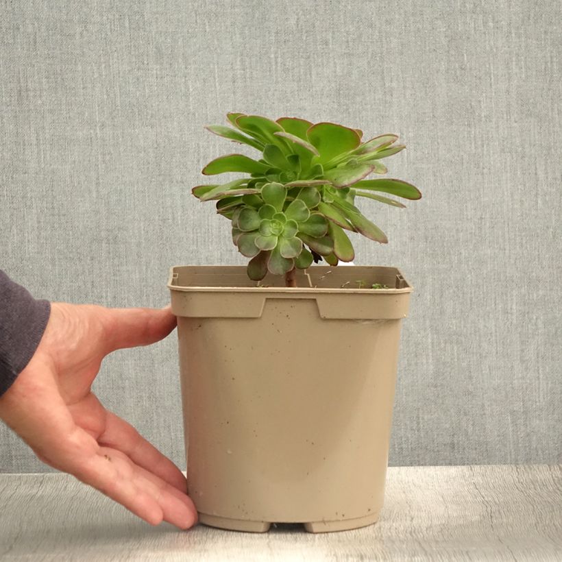 Spécimen de Aeonium arboreum Garnet - Aeonium en arbre Pot de 3L/4L tel que livré en été