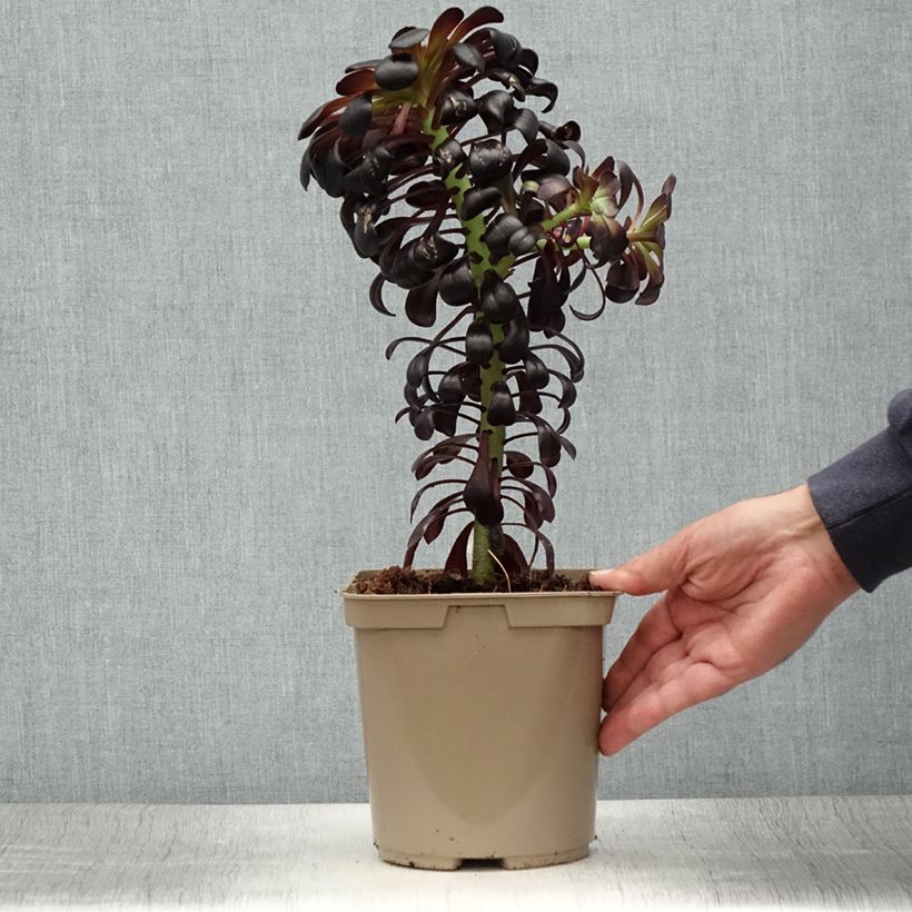 Spécimen de Aeonium arboreum Schwarzkopf - Aéonium en arbre Pot de 3L/4L tel que livré en été