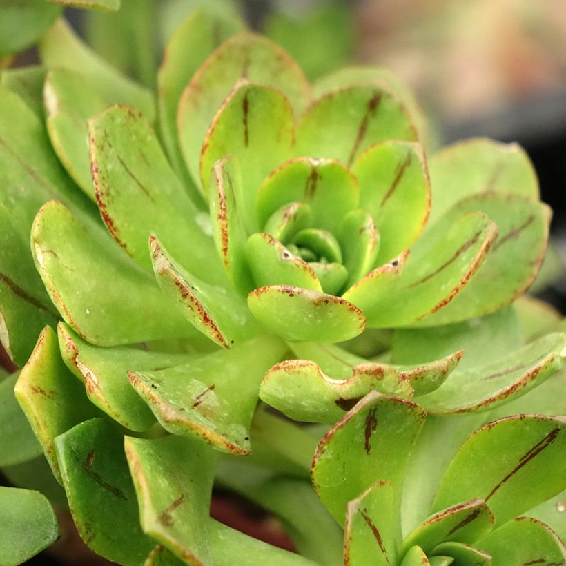 Aeonium Bronze Medal (Feuillage)