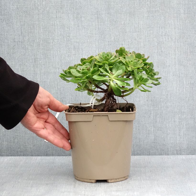 Spécimen de Aeonium Bronze Medal - Pot de 3L/4L tel que livré au printemps