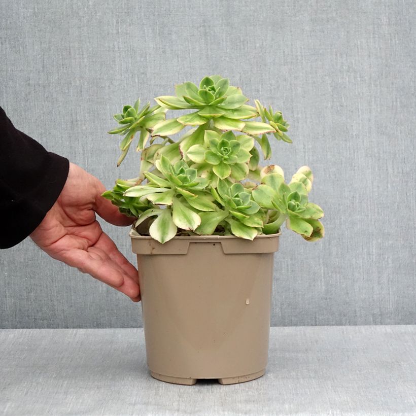 Spécimen de Aeonium Floresens - Pot de 3L/4L tel que livré au printemps