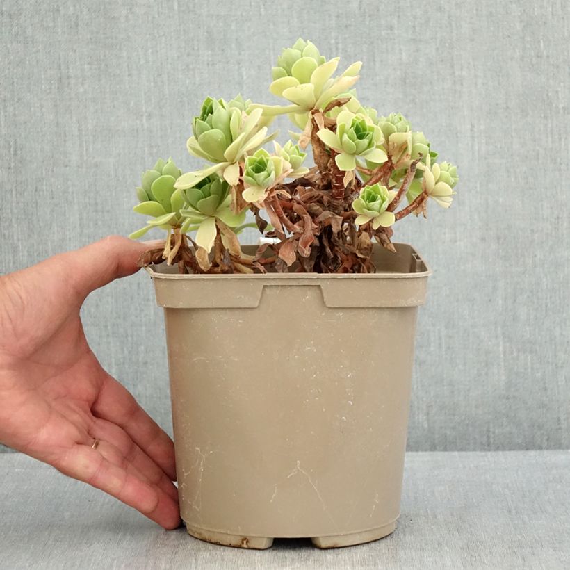 Spécimen de Aeonium Goblin Pot de 3L/4L tel que livré en été