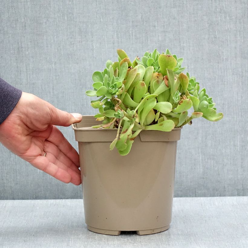 Spécimen de Aeonium Goblin - Pot de 3L/4L tel que livré au printemps
