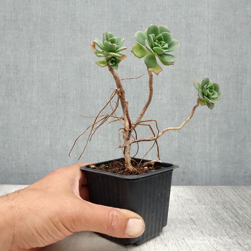 Spécimen de Aeonium haworthii Godet de 8/9 cm tel que livré en été