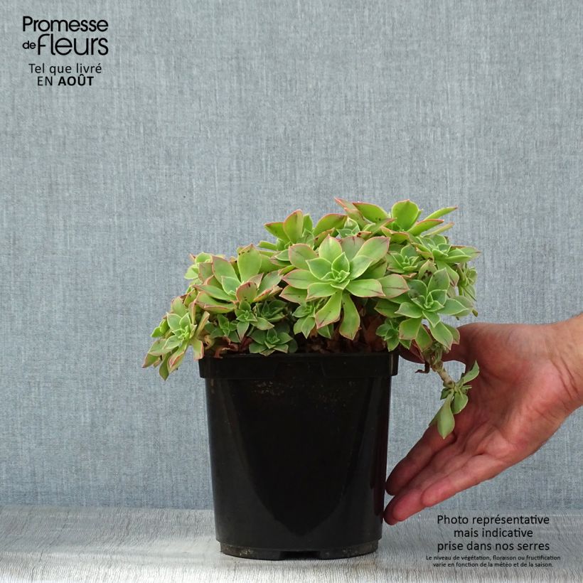 Spécimen de Aeonium leucoblepharum Pot de 3L/4L tel que livré en été
