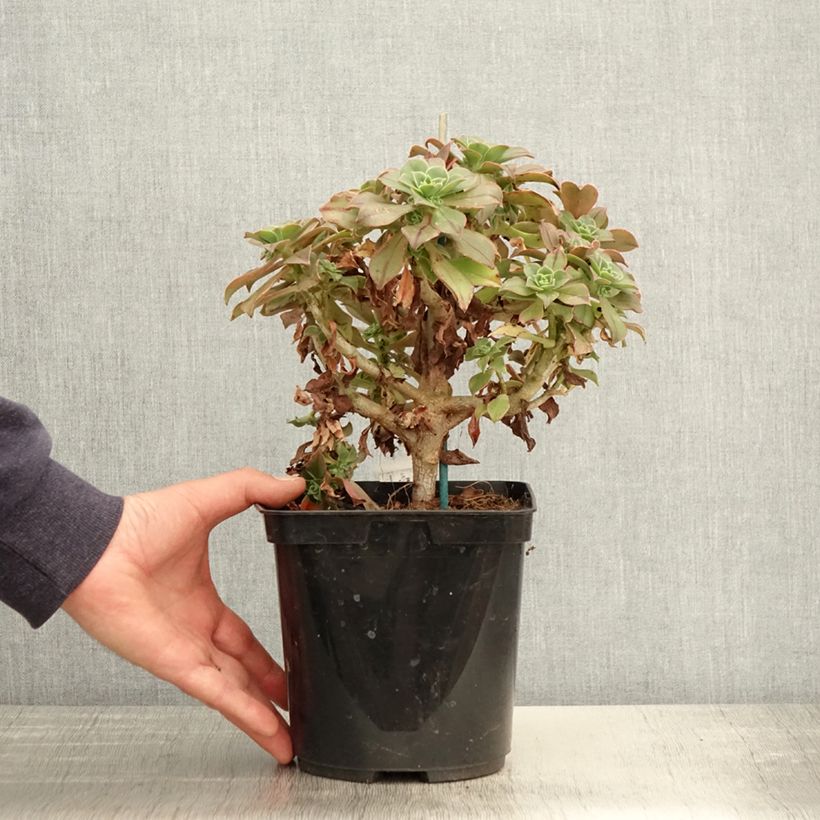 Spécimen de Aeonium leucoblepharum Pot de 3L/4L tel que livré au printemps