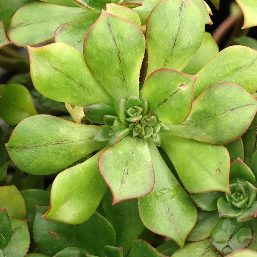 Aeonium Mary Ann Kunkel (Feuillage)