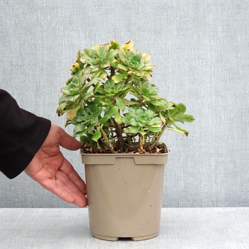 Spécimen de Aeonium Mary Ann Kunkel Pot de 3L/4L tel que livré au printemps