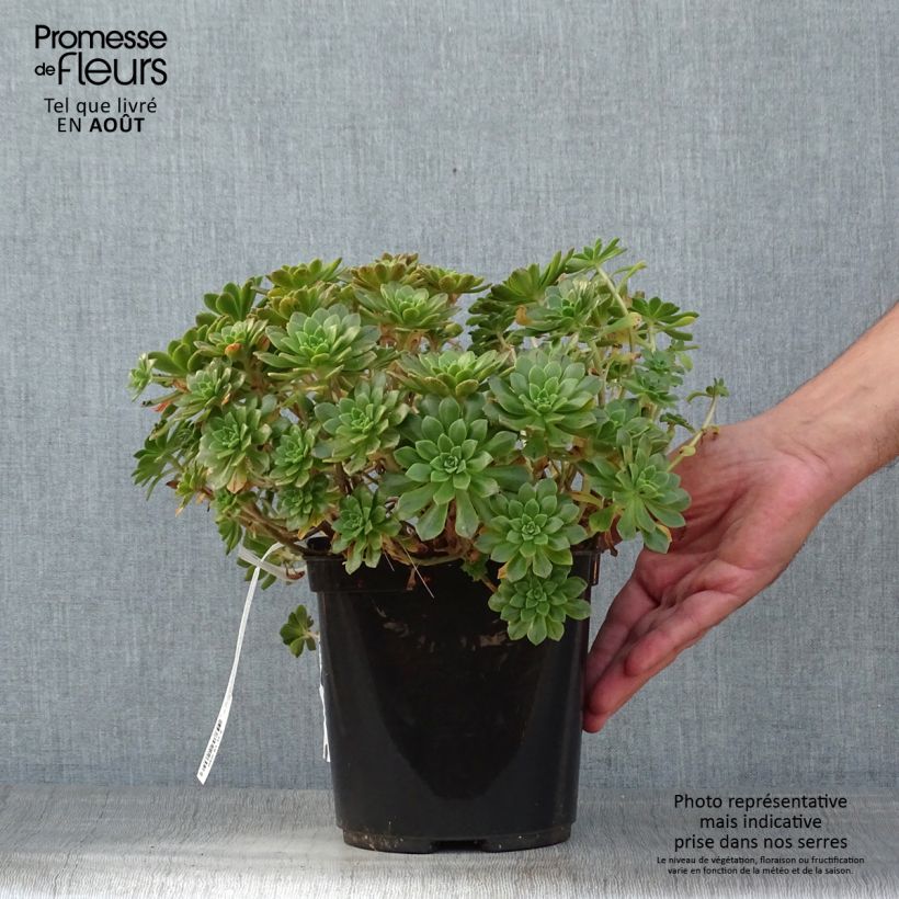 Spécimen de Aeonium occidentale Pot de 3L/4L tel que livré en été